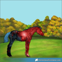 Horse Color:ERROR: UNKNOWN ANOMALY