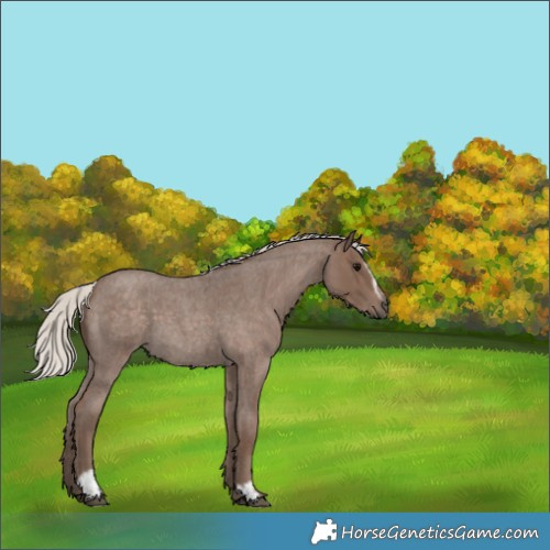 Horse Color:Silver Blue Roan Sabino