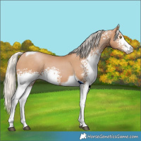 Horse Color:White Spotted Silver Black Pearl Tobiano 
