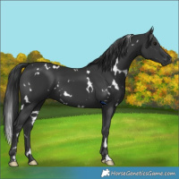 Horse Color:White Spotted Black