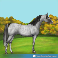 Horse Color:Blue Roan Splash  and Smoky Blue Roan Splash 