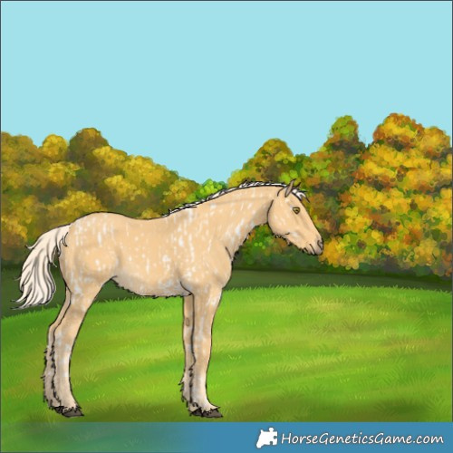 Horse Color:Palomino Appaloosa and Palomino