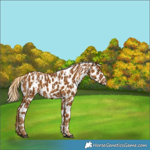 Horse Color:Palomino Appaloosa  and Gray Palomino Appaloosa 