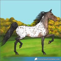 Horse Color:Brown Dun Near Leopard 