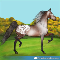 Horse Color:Gray Bay Appaloosa