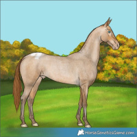 Horse Color:Gray Buckskin Roan Pearl Varnish 