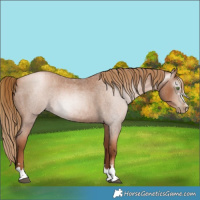 Horse Color:Gray Red Roan Pearl 