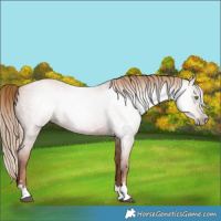 Horse Color:Gray Red Roan Pearl 