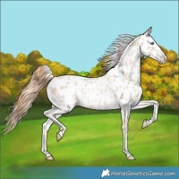 Horse Color:Smoky Grullo Pearl Near Leopard 