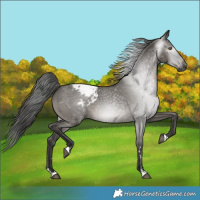 Horse Color:Gray Grullo Appaloosa 
