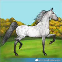Horse Color:Gray Grullo Roan Appaloosa 