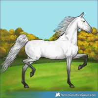 Horse Color:Gray Grullo Roan Near Leopard