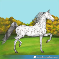 Horse Color:Grullo Appaloosa 
