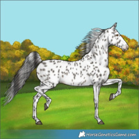 Horse Color:Grullo Appaloosa 