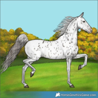 Horse Color:Grullo Near Leopard 