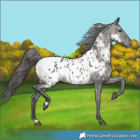 Horse Color:Grullo Appaloosa 
