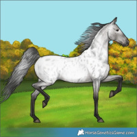 Horse Color:Gray Grullo Roan Near Leopard 