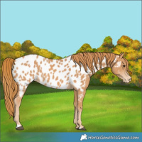 Horse Color:Chestnut Near Leopard 