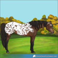 Horse Color:Gray Bay Appaloosa Rabicano 