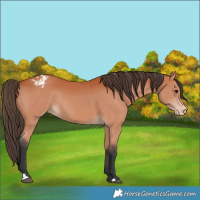 Horse Color:Bay Varnish Rabicano 