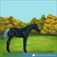 Horse Color:ERROR: UNKNOWN ANOMALY