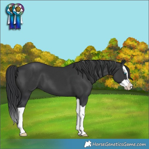 Horse Color:Black Splash 