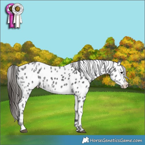 Horse Color:Black Ice Appaloosa 