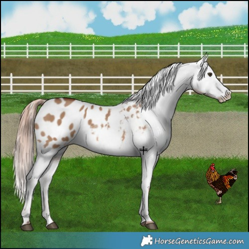 Horse Color:Red Dun Appaloosa 
