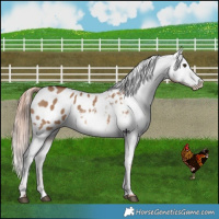Horse Color:Red Dun Blanket 