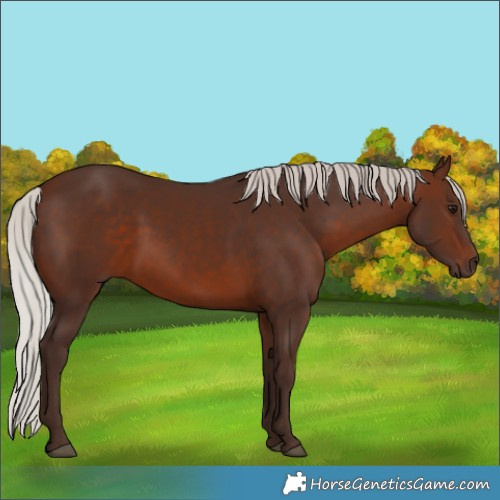 Horse Color:Silver Brown 