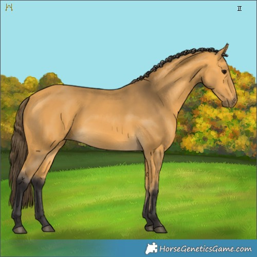 Horse Color:Buckskin 