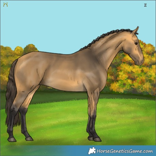 Horse Color:Buckskin 
