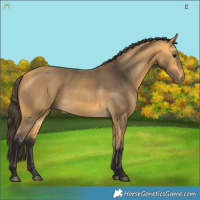Horse Color:Buckskin 