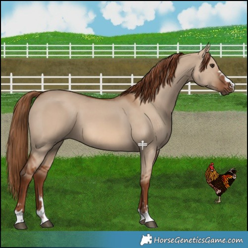 Horse Color:Red Dun 