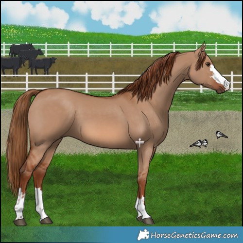 Horse Color:Red Dun 