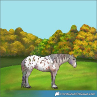 Horse Color:Nacre Brown Sabino Appaloosa 