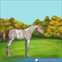 Horse Color:White Spotted Chestnut Ice