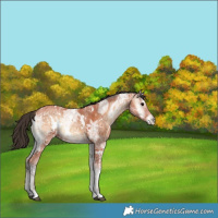 Horse Color:White Spotted Bay Ice Onyx Rabicano 