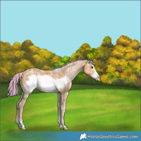 Horse Color:Painted Palomino Ice Frame 