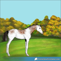 Horse Color:White Spotted Bay Ice