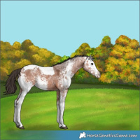 Horse Color:White Spotted Bay Ice Tobiano 
