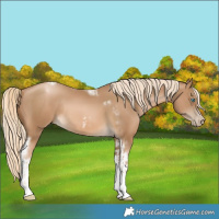 Horse Color:Chocolate Palomino Pearl Tobiano Frame  and Chocolate Palomino Pearl Tobiano Frame Rabicano 