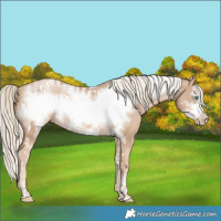 Horse Color:Chocolate Palomino Pearl Tobiano Frame  and Chocolate Palomino Pearl Frame 