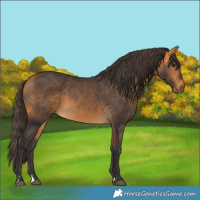 Horse Color:Buckskin 