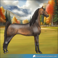 Horse Color:Buckskin 