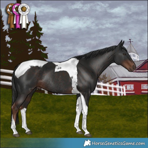 Horse Color:Liver Chestnut Tobiano Rabicano
