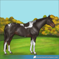 Horse Color:Liver Chestnut Tobiano Rabicano