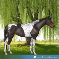 Horse Color:Liver Chestnut Tobiano Rabicano 