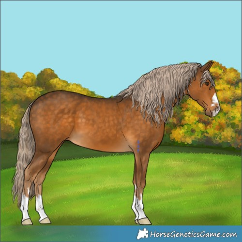 Horse Color:Chocolate Palomino 