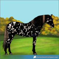 Horse Color:Void Buckskin Pearl Leopard 